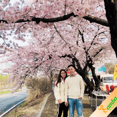 Kinh nghiệm du lịch hàn quốc mùa hoa anh đào