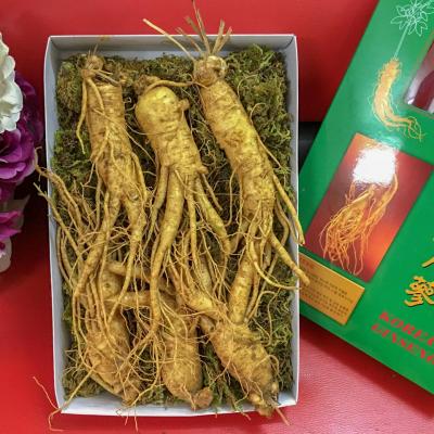 5 TÁC DỤNG THẦN KÌ CỦA NHÂN SÂM HÀN QUỐC